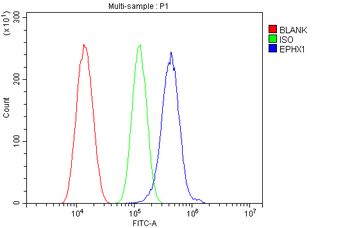 Anti-Epoxide hydrolase/EPHX1 Antibody