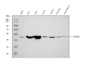 Anti-Epoxide hydrolase/EPHX1 Antibody