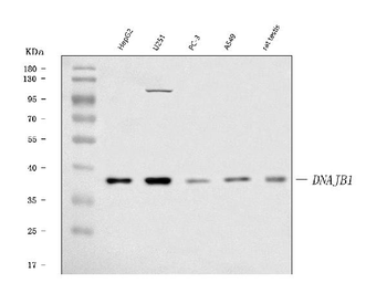 Anti-Hsp40/DNAJB1 Antibody