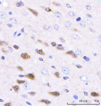 Anti-Adgrg1 Antibody