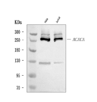 Anti-ACACA Antibody
