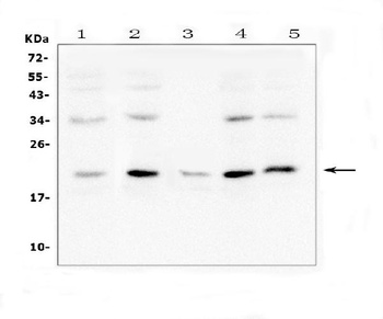 Anti-Bcl-2-like protein 2 Bcl2L2 Antibody