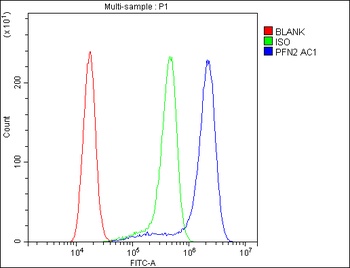 Anti-Profilin 2/PFN2 Antibody