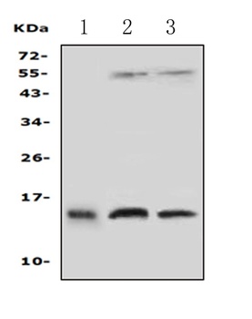 Anti-Profilin 2/PFN2 Antibody