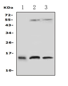 Profilin 2/PFN2 Antibody