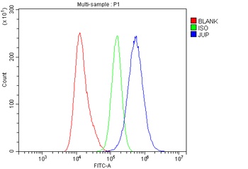 Anti-gamma Catenin/JUP Antibody