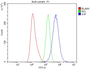 gamma Catenin/JUP Antibody