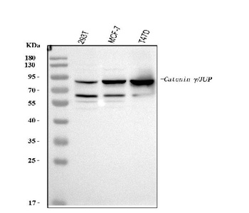 Anti-gamma Catenin/JUP Antibody