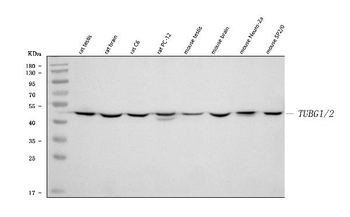 Anti-TUBG1/2 Antibody