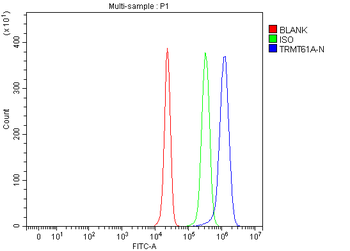 Anti-TRMT61A Antibody