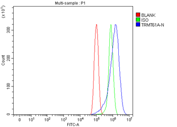 Anti-TRMT61A Antibody