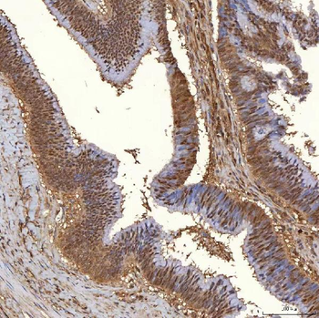 Anti-PIG3/TP53I3 Antibody