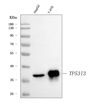 PIG3/TP53I3 Antibody
