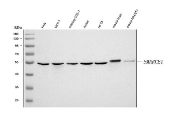 BAF57/SMARCE1 Antibody