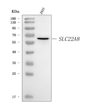 OAT3/SLC22A8 Antibody