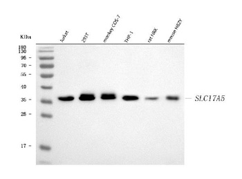 SLC17A5 Antibody