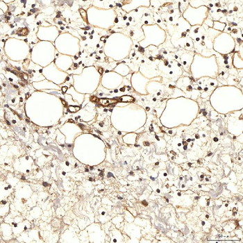 Anti-NHERF-2/SIP-1/SLC9A3R2 Antibody