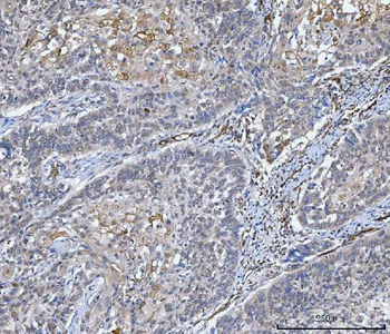 Anti-NHERF-2/SIP-1/SLC9A3R2 Antibody