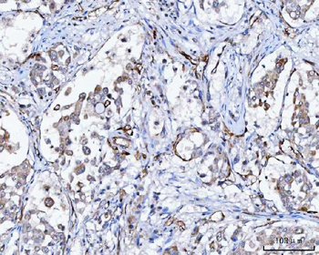 Anti-NHERF-2/SIP-1/SLC9A3R2 Antibody