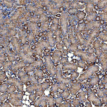 Anti-NHERF-2/SIP-1/SLC9A3R2 Antibody