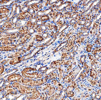 Anti-NHERF-2/SIP-1/SLC9A3R2 Antibody