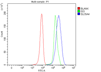 SLC5A4 Antibody