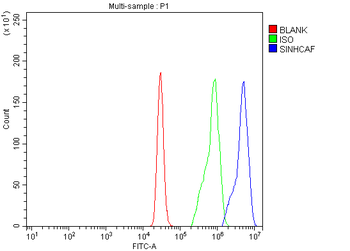 Anti-SINHCAF Antibody