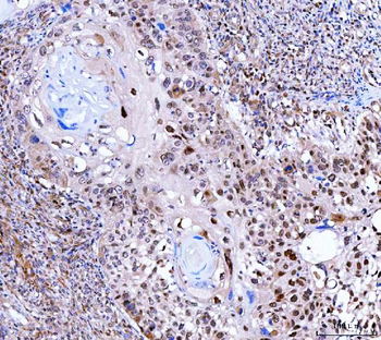 Anti-SINHCAF Antibody