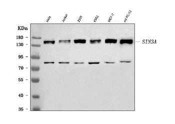 Anti-mSin3A/SIN3A Antibody