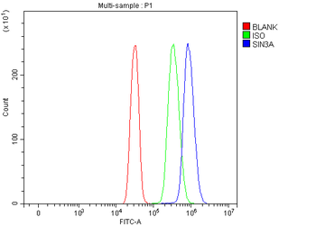 Anti-mSin3A/SIN3A Antibody