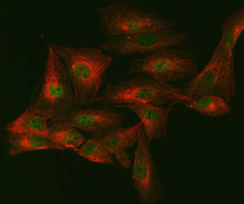 Anti-mSin3A/SIN3A Antibody