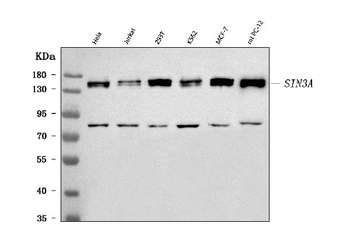 mSin3A/SIN3A Antibody