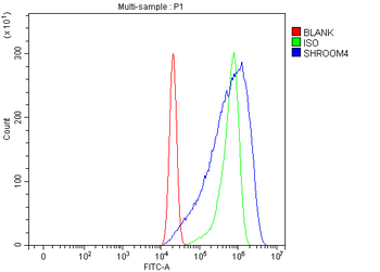Anti-SHROOM4 Antibody