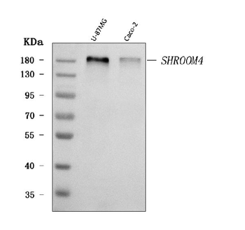 Anti-SHROOM4 Antibody