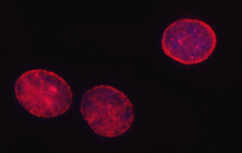 Anti-SHQ1 Antibody