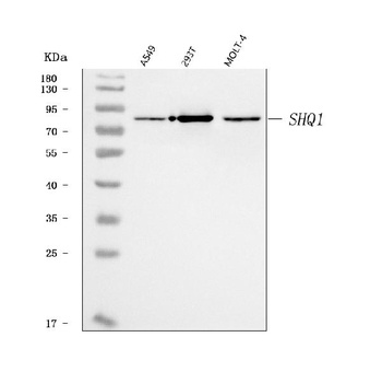 SHQ1 Antibody