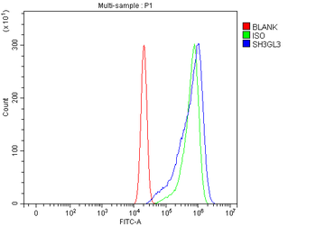 Anti-SH3GL3 Antibody