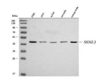 Anti-SH3GL3 Antibody