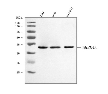 SH2D4A Antibody