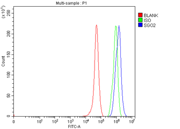 Anti-SGO2 Antibody