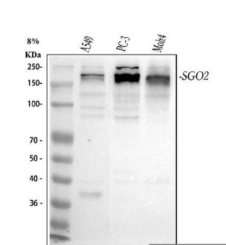 Anti-SGO2 Antibody