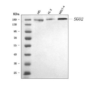 SGO2 Antibody