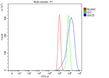 Anti-SGCE Antibody