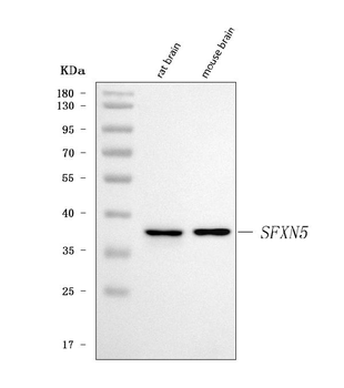 Anti-SFXN5 Antibody