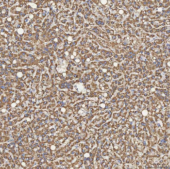 Anti-SFXN5 Antibody