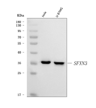 Anti-SFXN3 Antibody