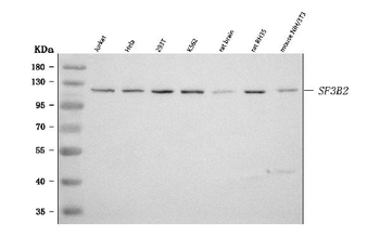 SF3B2 Antibody