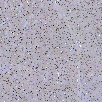 Anti-SF3A3 Antibody