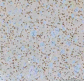 Anti-SF3A3 Antibody