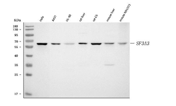 Anti-SF3A3 Antibody